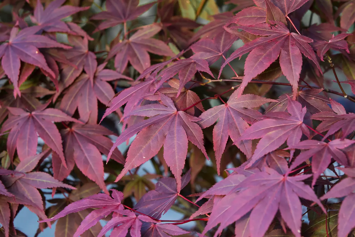 Japanese maple leaf background in autumn. Colourful red maple leaves