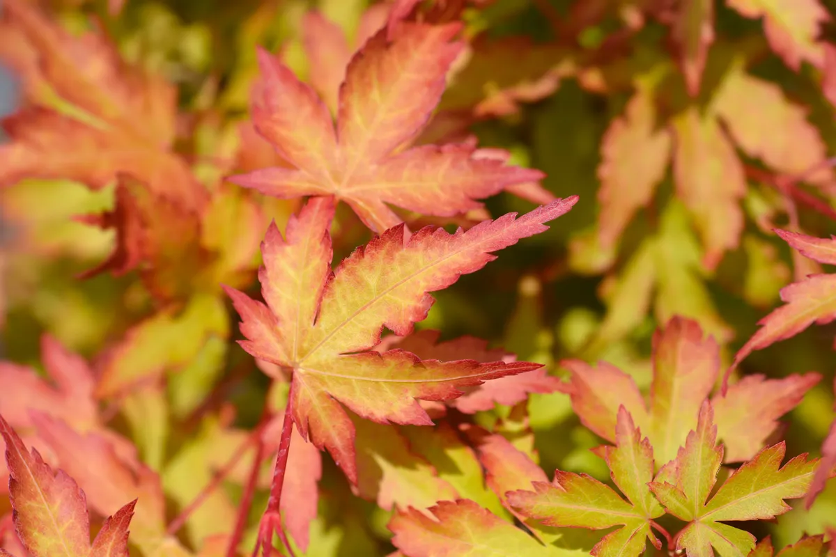 Japanese Maple Sango Kaku - Latin name - Acer palmatum Sango Kaku