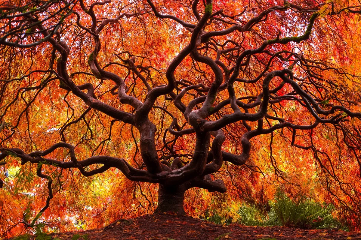 A Japanese Maple Displays Fall Colors. Kubota Garden, Seattle, Washington