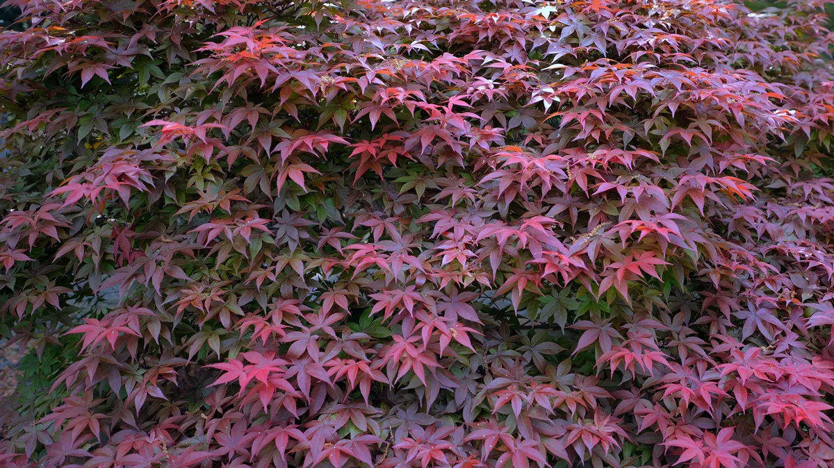 Colorful red and green leaves of a large Japanese Maple tree create a beautiful display in the landscape.