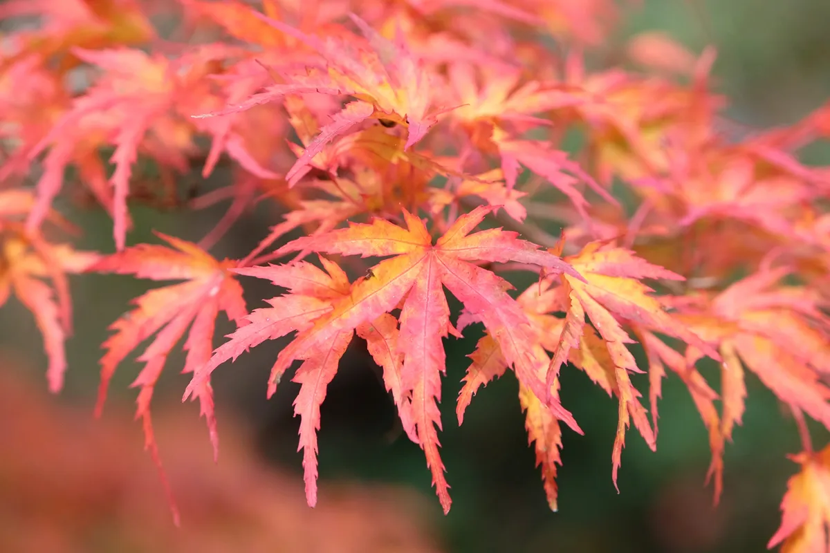 The red and orange divided leaves of the acer palmatum Kamagata, Japanese maple tree during the fall.