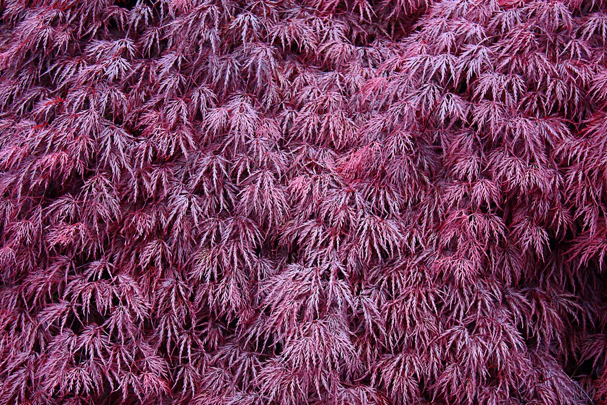 Japanese maple tree bush shrub. Cut leaves. Purple burgundy maroon. Background backdrop texture. Spring summer. Detail. Full lush droop drooping. Close up isolated. Garden landscape landscaping.