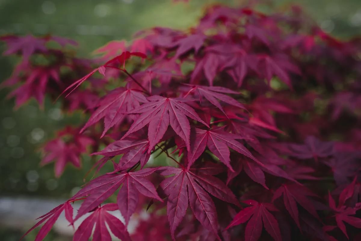 red purple japanese maple tree in the garden