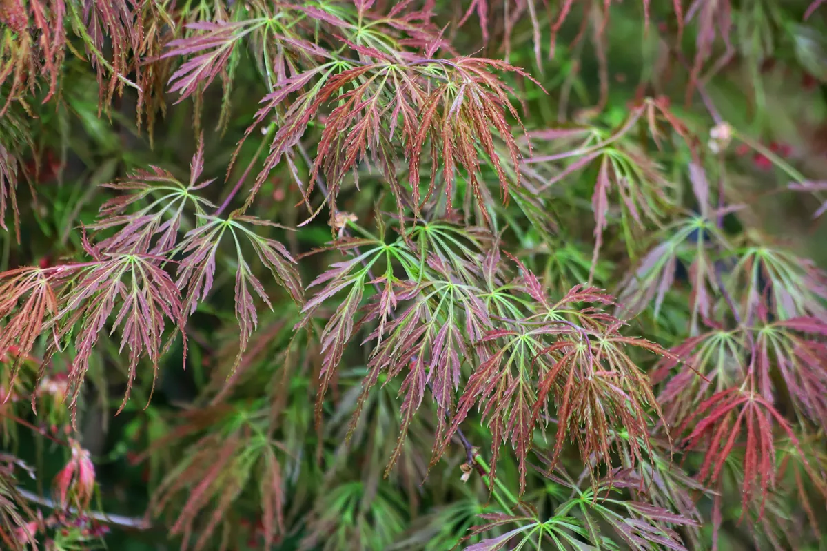 Acer palmatum. Spring. Green and red leaves Laceleaf Japanese Maple tree.