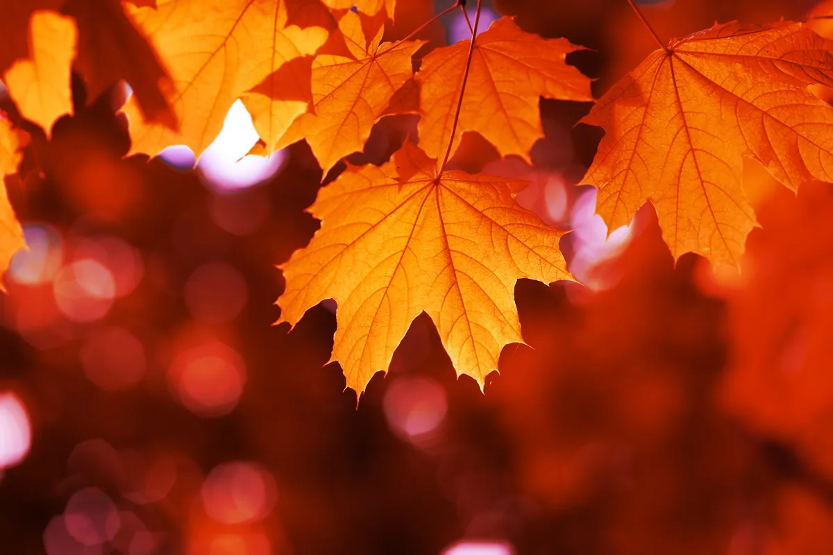 maple leaf red autumn sunset tree blurred background
