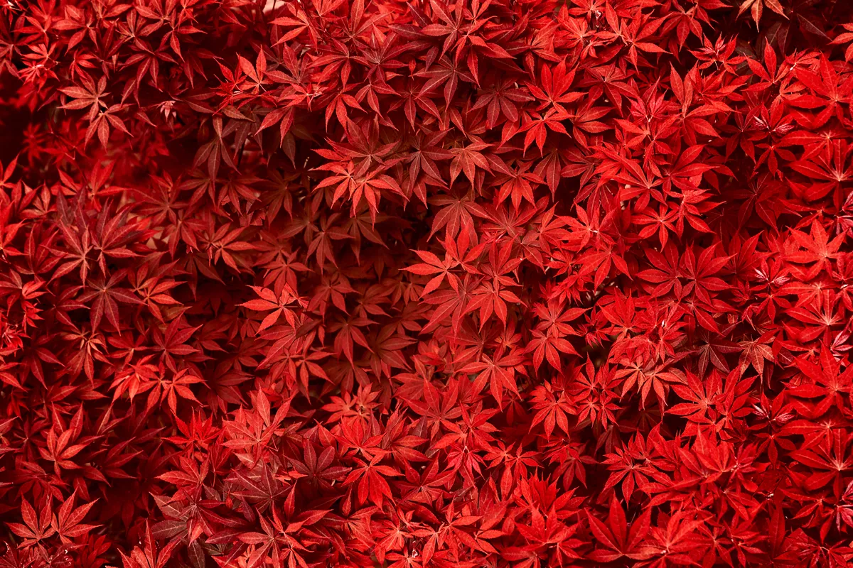 Red leaf Maple