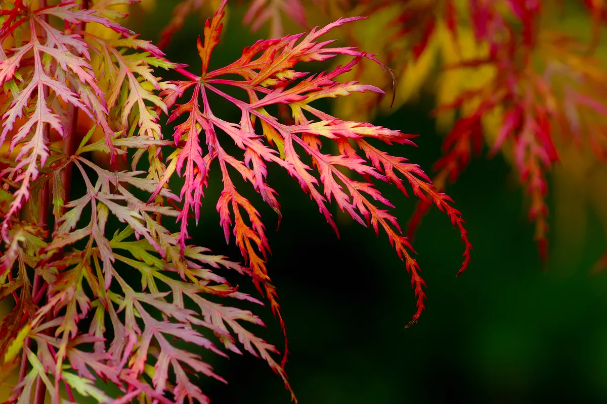 Colorful ragged autumn leaves of the Japanese Maple tree. The filigree foliage turns into beautiful colors of red, green, orange and yellow (Acer palmatum dissectum)