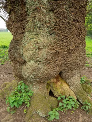 Canker on an English Oak Tree Trunk, Gloucestershire, UK