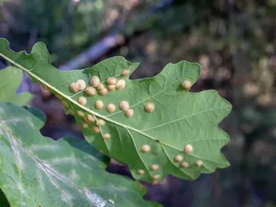 Oak tree leaf with white spots created by insects. Oak tree leaves pests and disease. Galls on oak leaf, close up