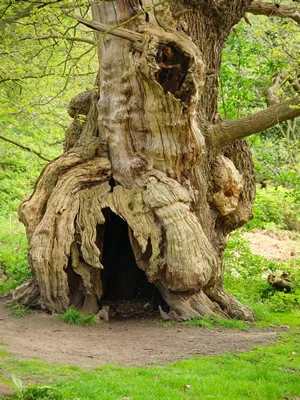 Old hollowed out tree in a wood