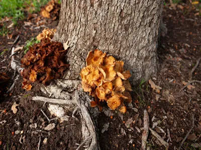 A common Podoscypha petalodes wood-rotting fungus or wine glass fungus or ruffled paper fungus showing root rot disease on Oak Trees feeds on decaying wood at the base of the tree on a Fall day.