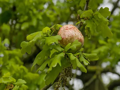 gall in between the leaves of an oak tree - quercus