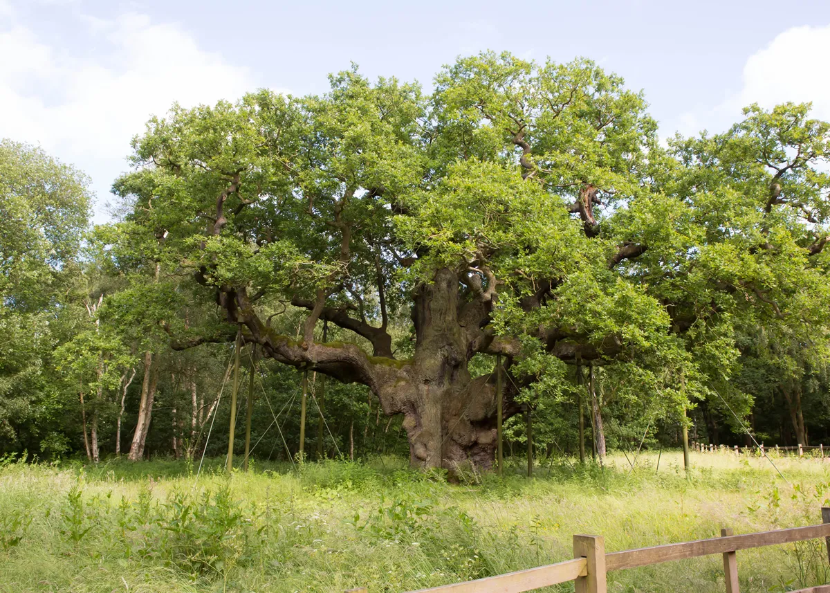 The Major Oak in Sherwood Forest, Nottinghamshire, England