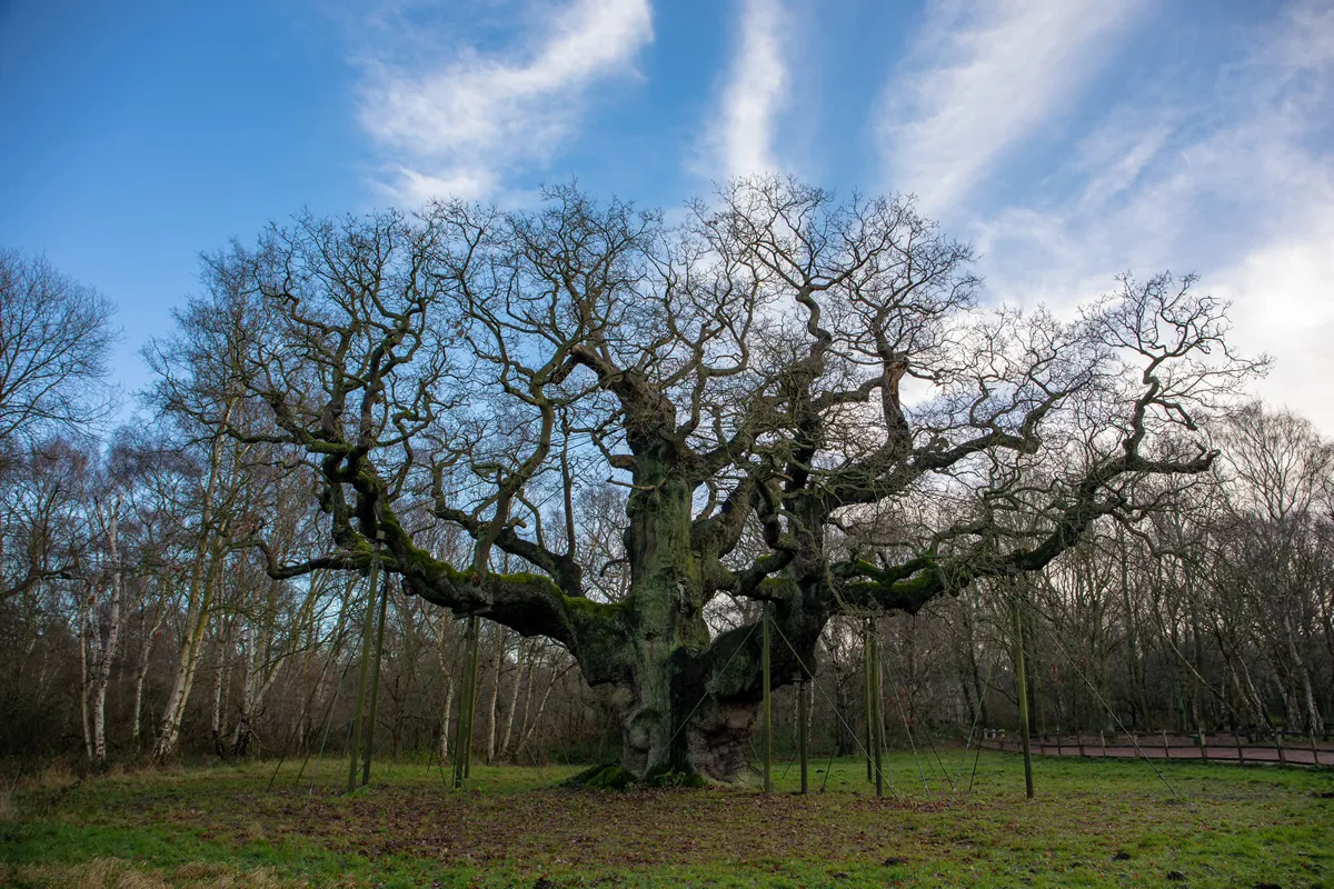 The Major Oak is a large English oak near the village of Edwinstowe in the midst of Sherwood Forest, Nottinghamshire, England.