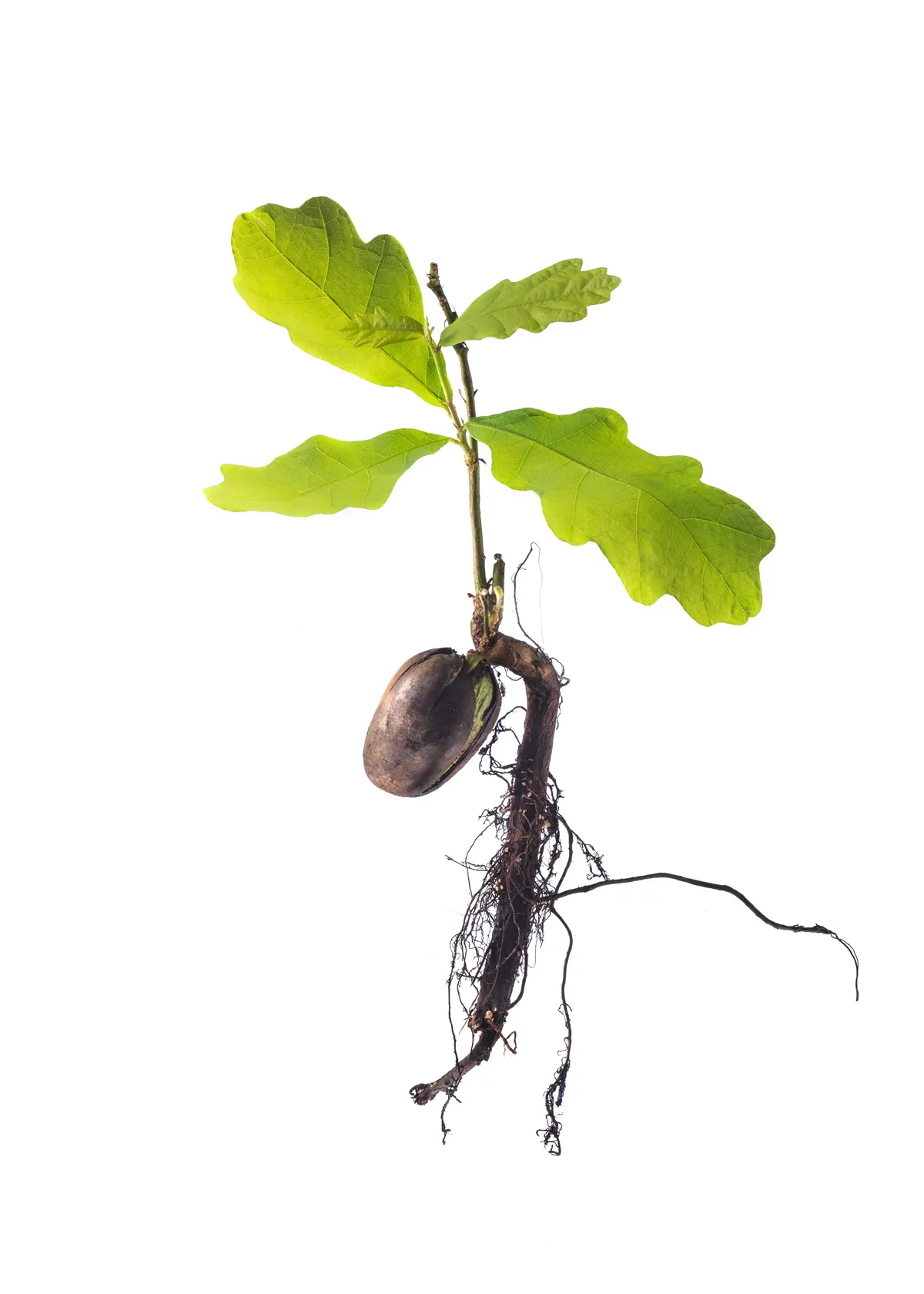 Sprout a young oak tree on white background. Acorn with roots and leaves. Oak seedling with roots on an isolated white background. High resolution