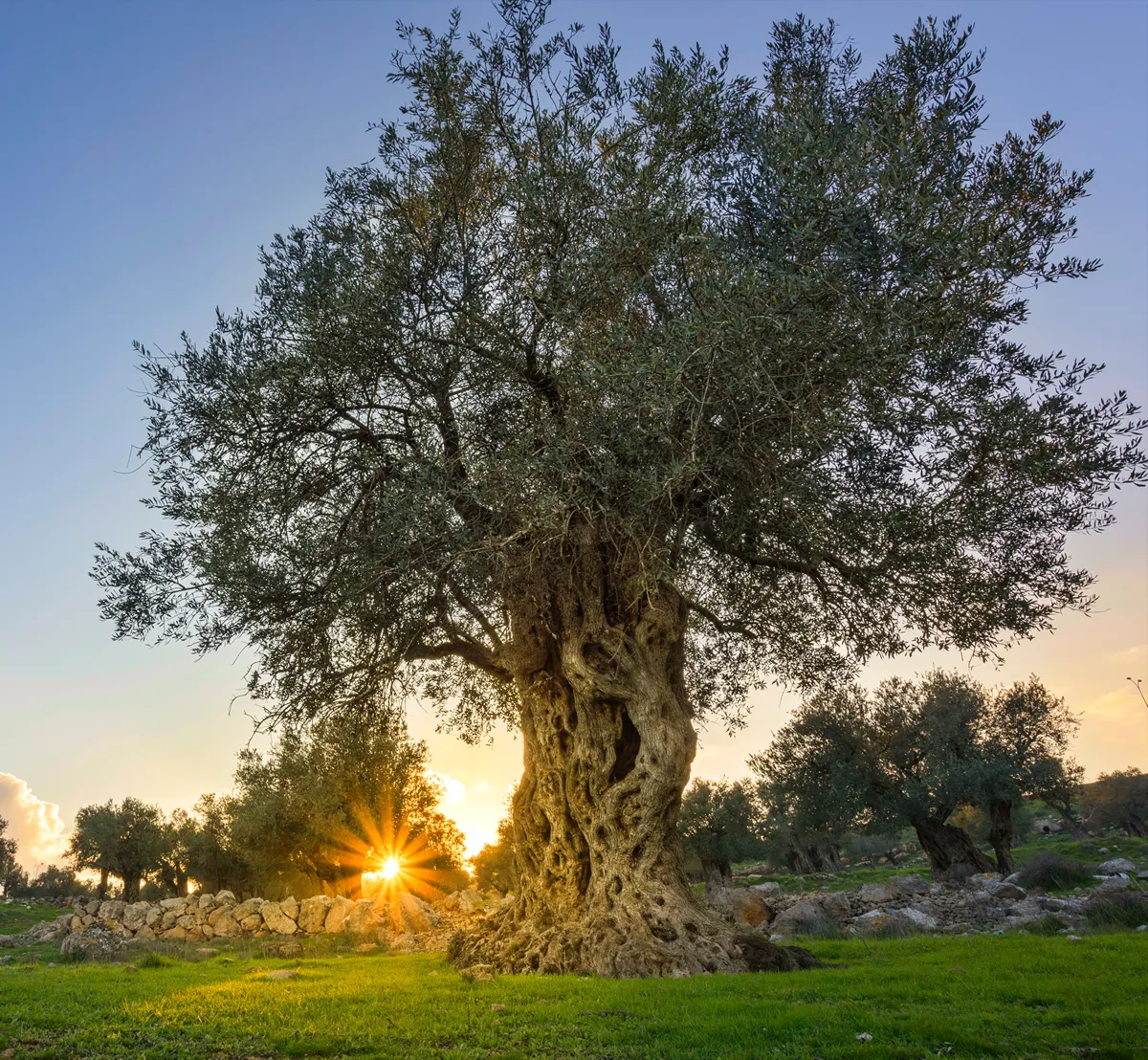 Olive tree with sunburst in the background, grown by monks of Mar Elias Monastery for olive oil, Jerusalem Israel