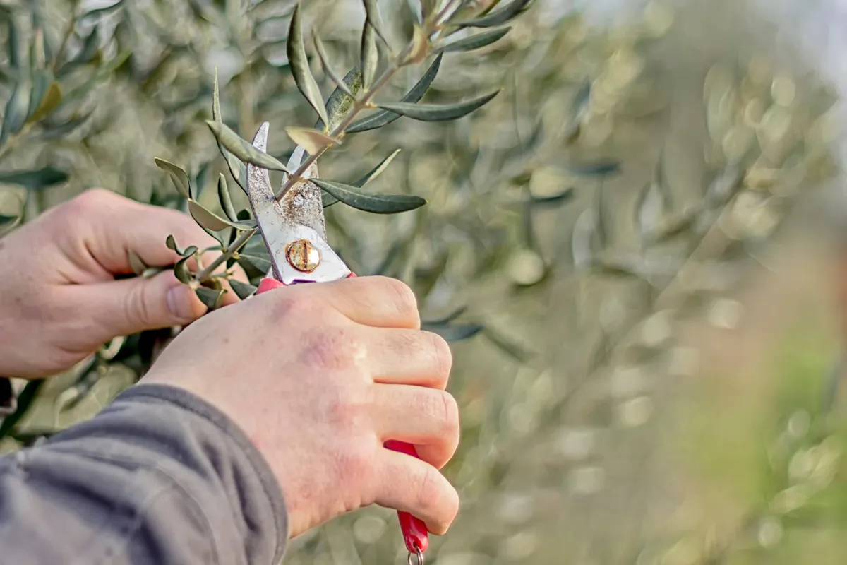 Hands holding pruning shears and cutting olive tree branch in spring. Traditional seasonal pruning.