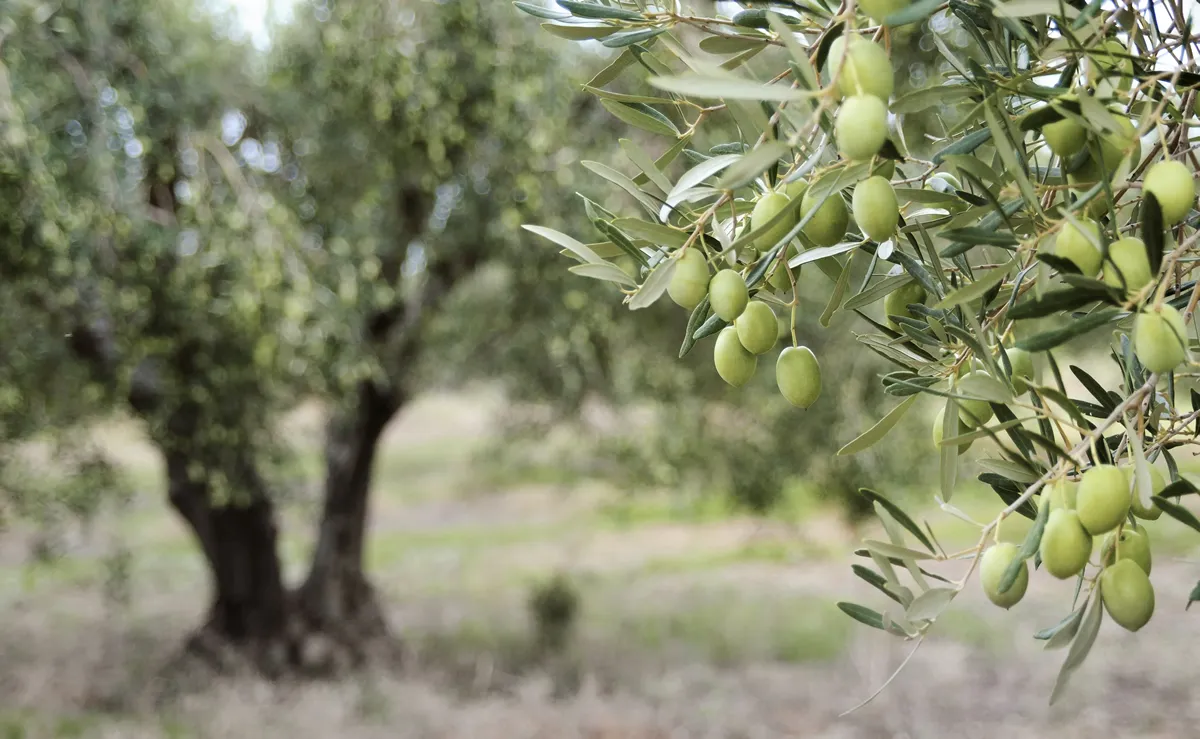Greek olive grove detail