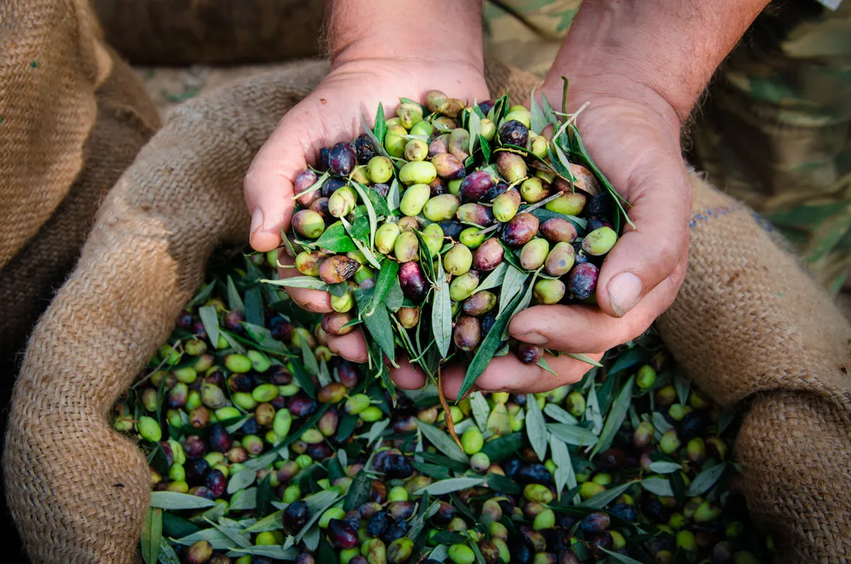 Harvested fresh olives in the hands of farmer, Crete, Greece.