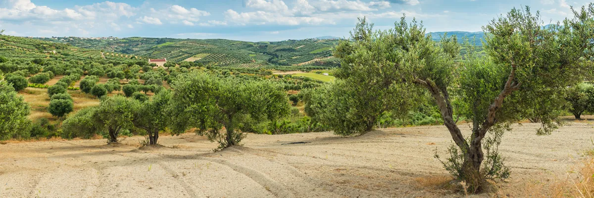 Olive plantation Crete ,Greece, Europe