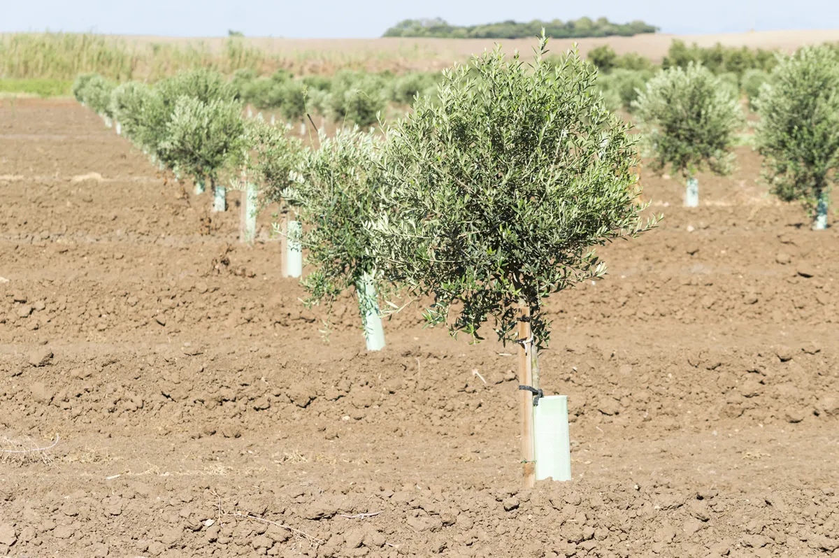 Young olive trees in a plantation of olive trees