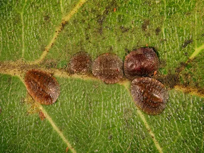 Scale insect, Saissetia sp. (Hemiptera: Coccidae) is the dangerous pest of citrus, mango and olive trees in the Mediterranean Basin