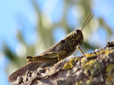 Migratory locust (Locusta migratoria) hiding in an olive tree for camouflage.