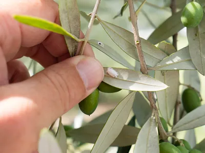 image shows gardeners hand holding olive leaf infected with mealybug; closeup of mealybug sucking on olive tree