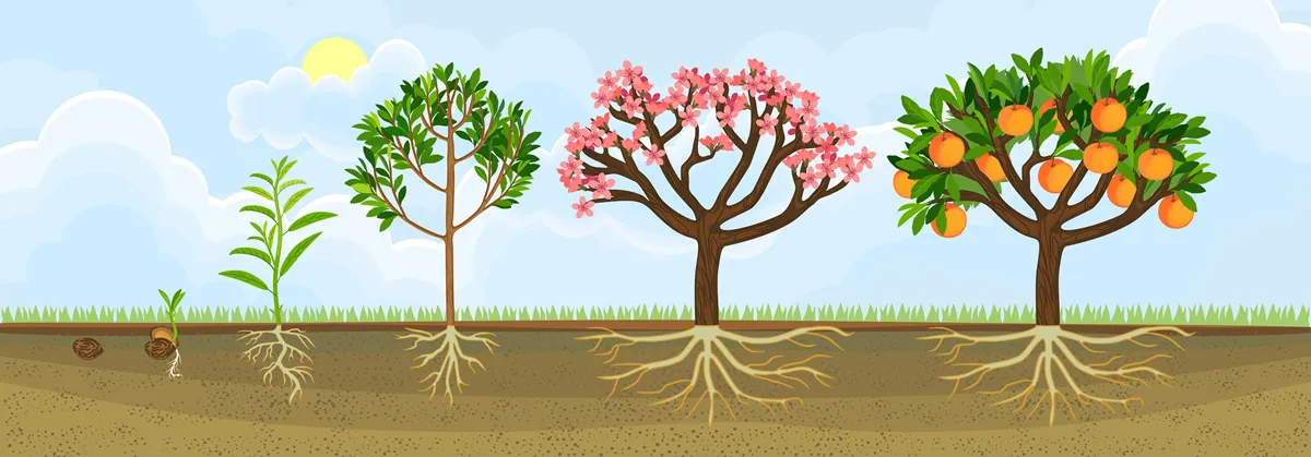 Life cycle of peach tree. Growth stages from seeding to flowering and fruit-bearing peach tree. General view of plant with root system in garden