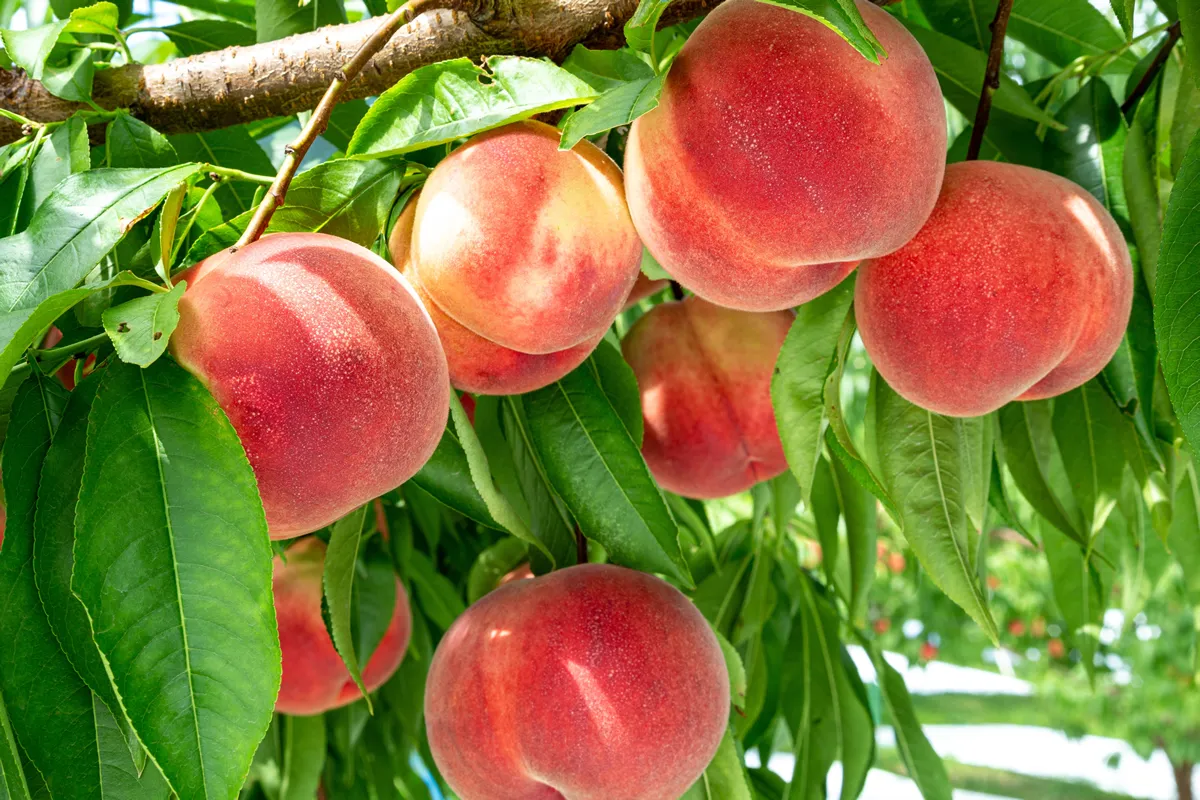 Fresh and delicious peaches in the orchard.