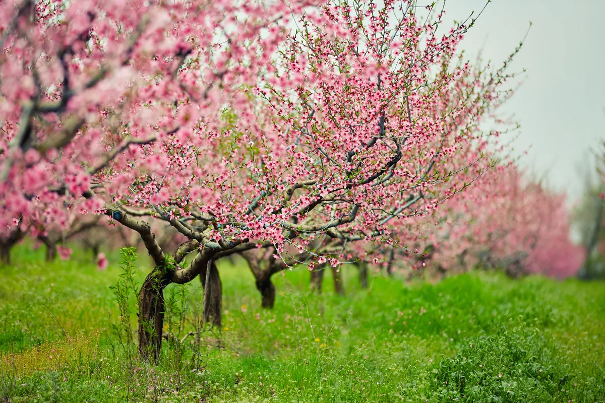 peach trees with flowers