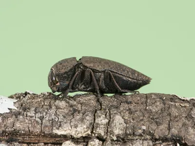 Capnodis tenebricosa headed worm, of the peach tree, beetle of black color with grayish spots perched on tree branch on background of homogeneous intense green or yellow color light by flash
