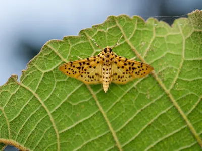 Yellow Peach Moth resting under the leaf. This is the noxious pest with the potential to severely damage over 40 species of fruits, field crops and forest trees.