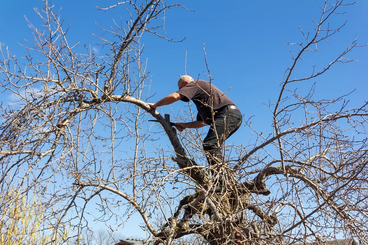 Caring for a Pear Tree