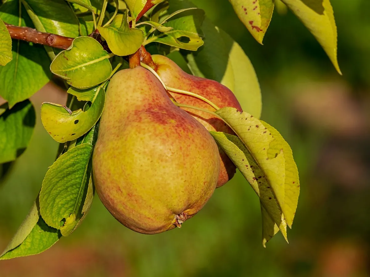 Caring for a Pear Tree