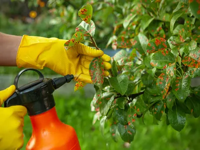 Pear leaves in red dot. Gardener sprinkles diseased tree leaves against the fungus and pests. Insecticide fertilizer fruite