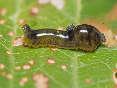 A Pear or Cherry slug is the larva of the sawfly Caliroa cerasi and grazes on the surface of fruit tree leaves.. This was on a Cherry tree in Kent, UK and has faeces stuck to its slimy surface.