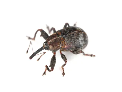 The pear blossom weevil (Anthonomus piri) is a species of beetle in the weevils family (Curculionidae). This species parasitizes mainly on pear trees. In orchards and gardens it is an important pest.