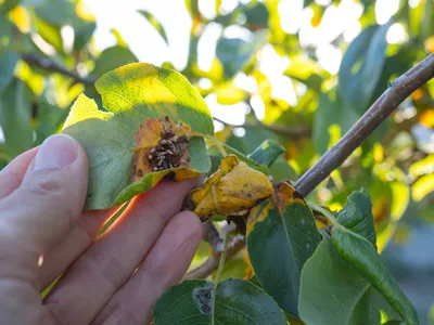 Pear leaf infected with gymnosporangium sabinae rust and Septoria Leaf Spot Septoria aegopodii. Man gardener hand hold.