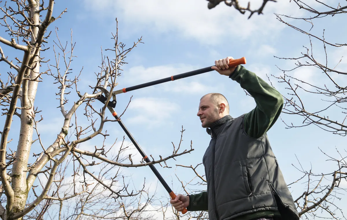 Tree pruning during sunny winter day