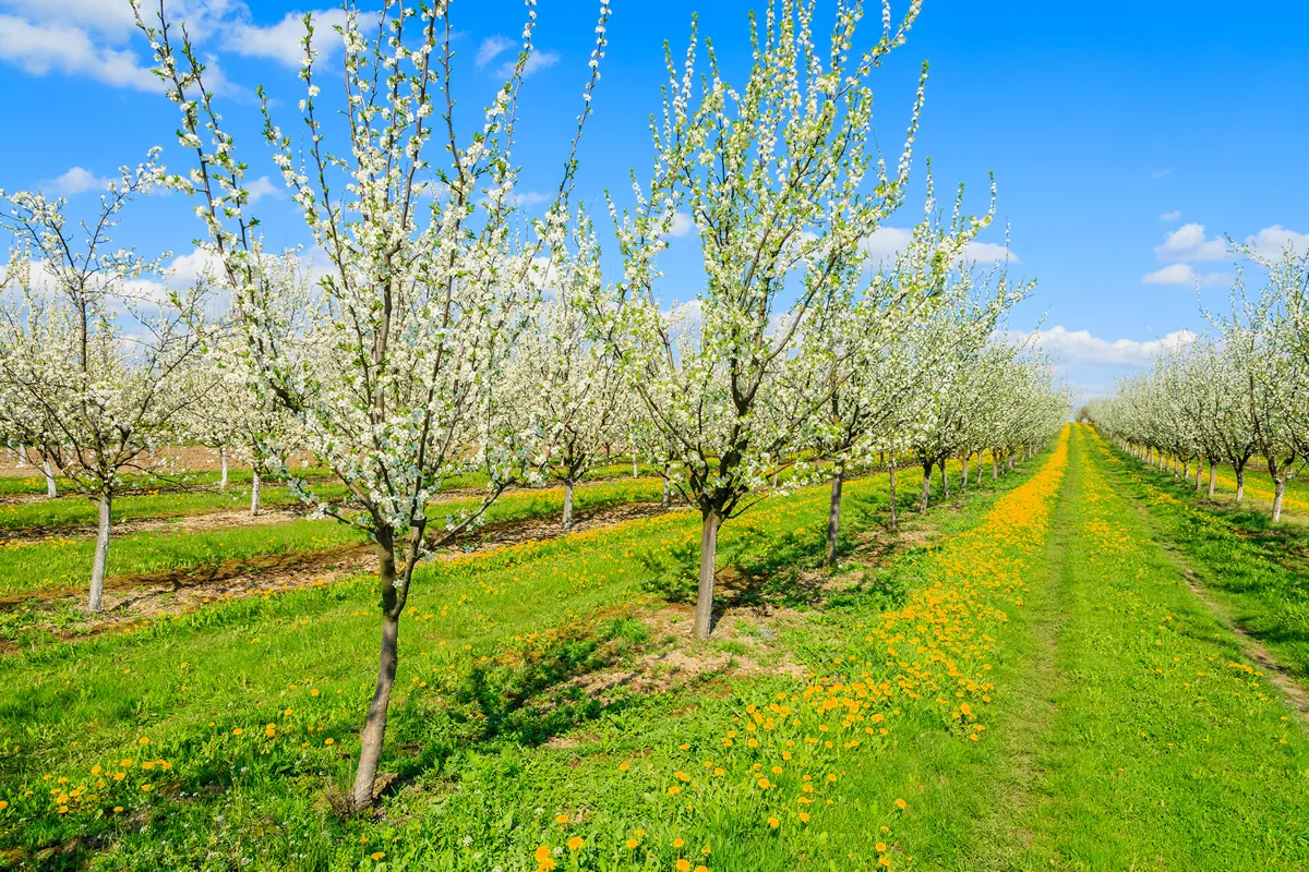 Plum trees in blossom in orchard near Kotuszow village, Poland