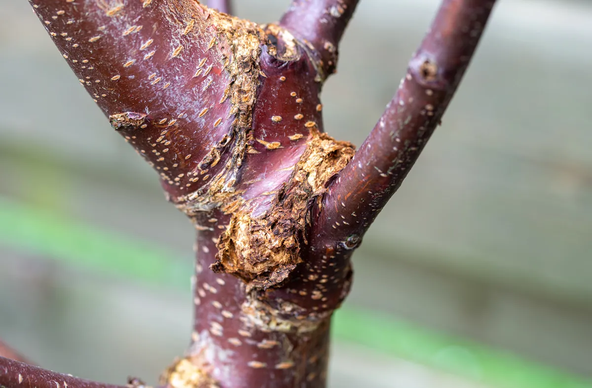 Sunken canker on trunk of tree, a common symptom of bacterial canker on sweet cherries tree Prunus avium 'Varikse Zwarte'