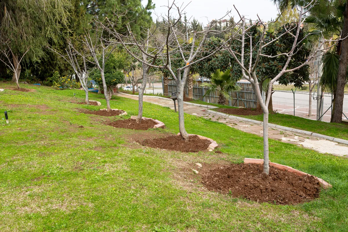 Pruned fruit trees in a garden. The soil under the fruit trees is hoeed. Farming, gardening, spring concept.