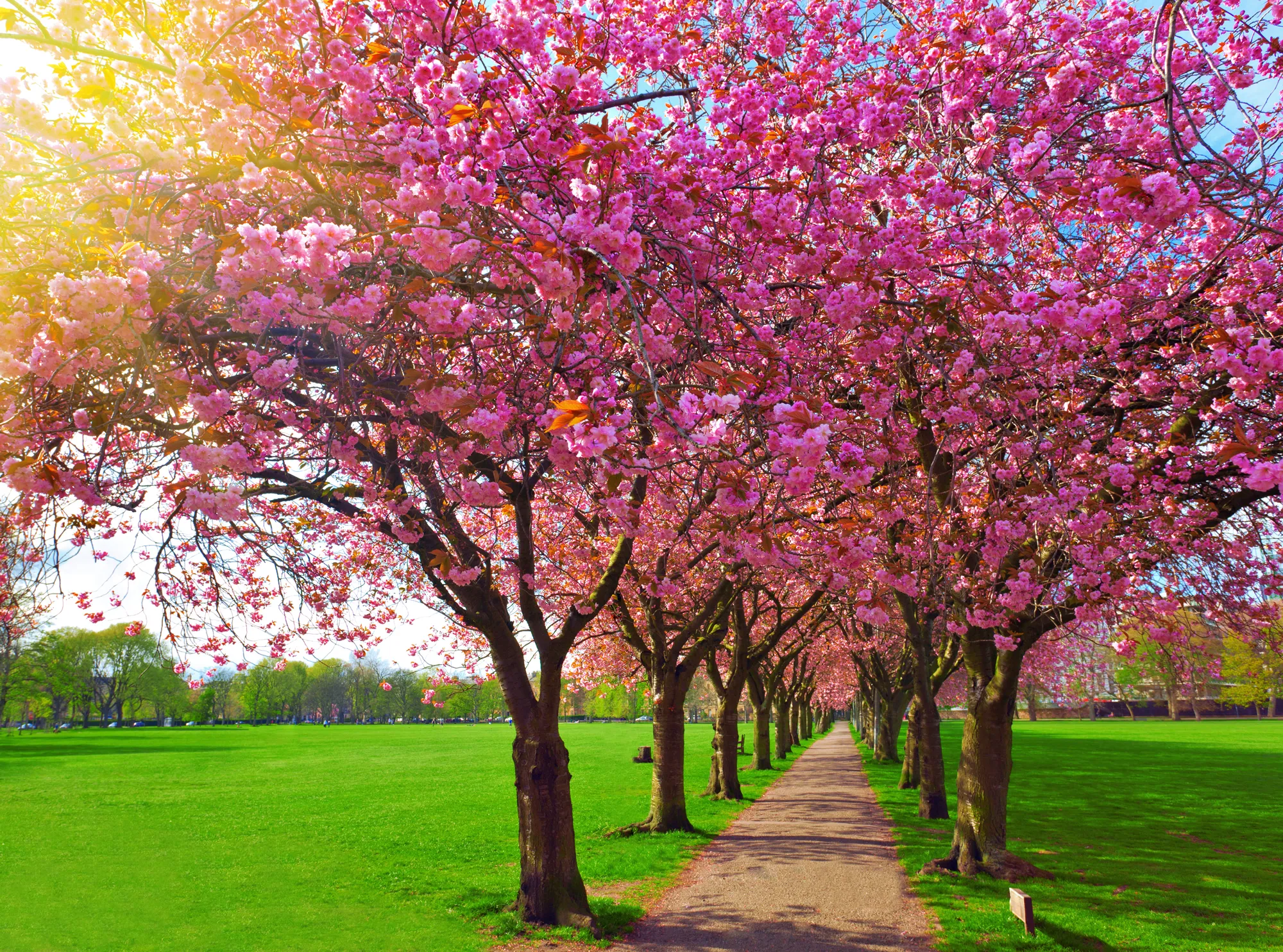 Walk path surrounded with blossoming plum trees at Meadows park, Edinburgh. Colorful spring landscape