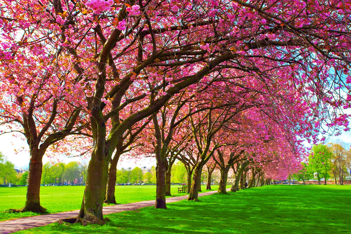 Green lawn with blossoming pink plum trees at Meadows park, Edinburgh. Colorful spring landscape