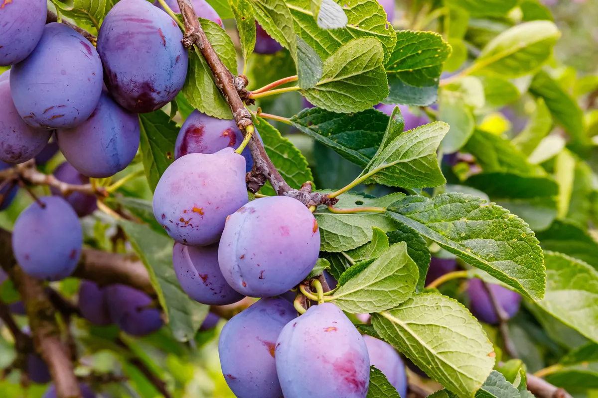 Many ripe plums in garden. Agriculture Harvesting background. Plum orchard in countryside.