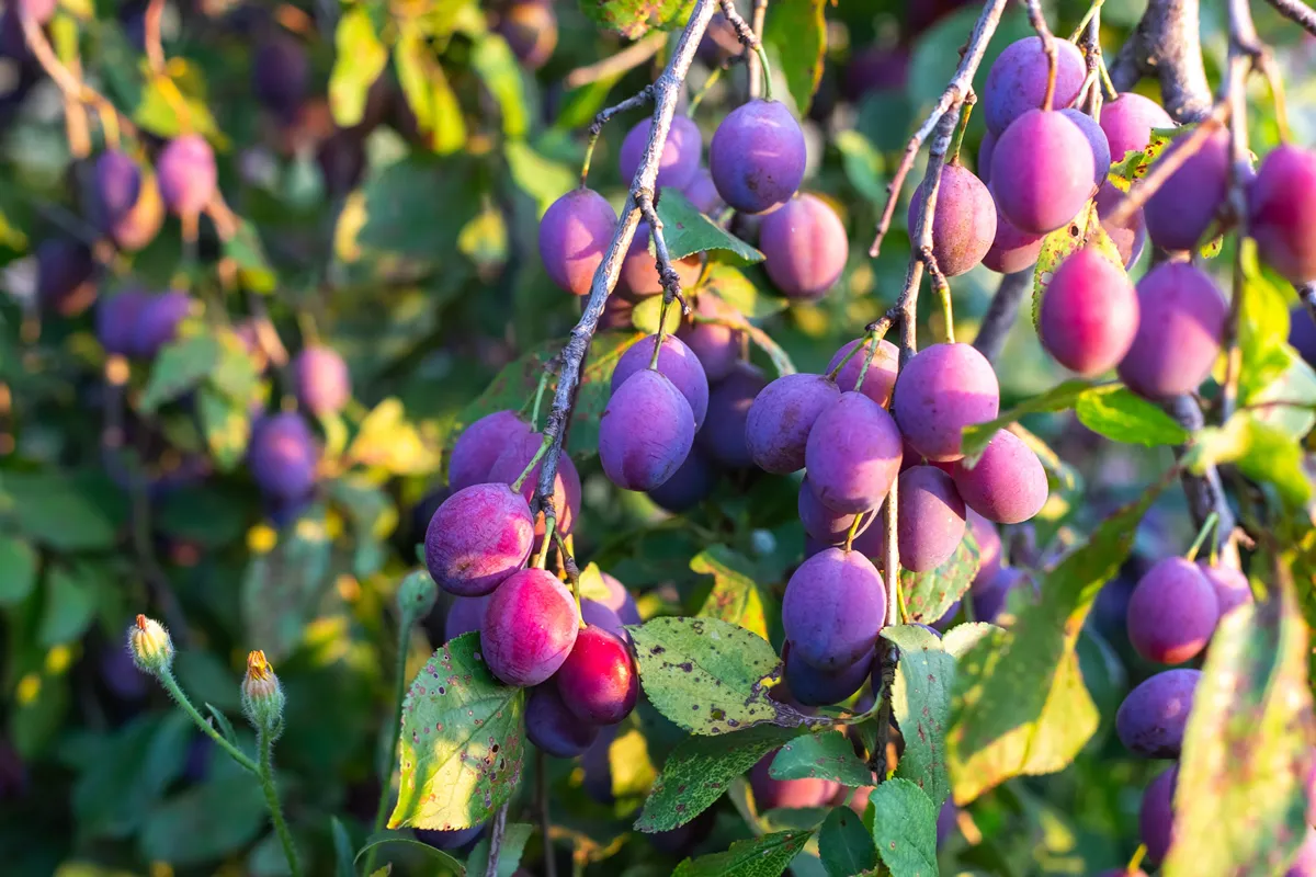 Delicious fragrant purple plums grow on a fruit tree branch on a summer sunny day in the garden. Rich harvest of fruits and berries.