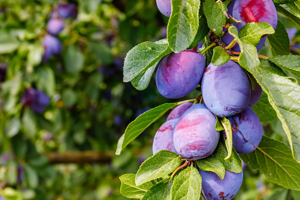 selective focus. Ripe blue purple plums in the plum garden. Agriculture Haversting background. manny ripe fruits in plantation. Ripe plums in orchard.