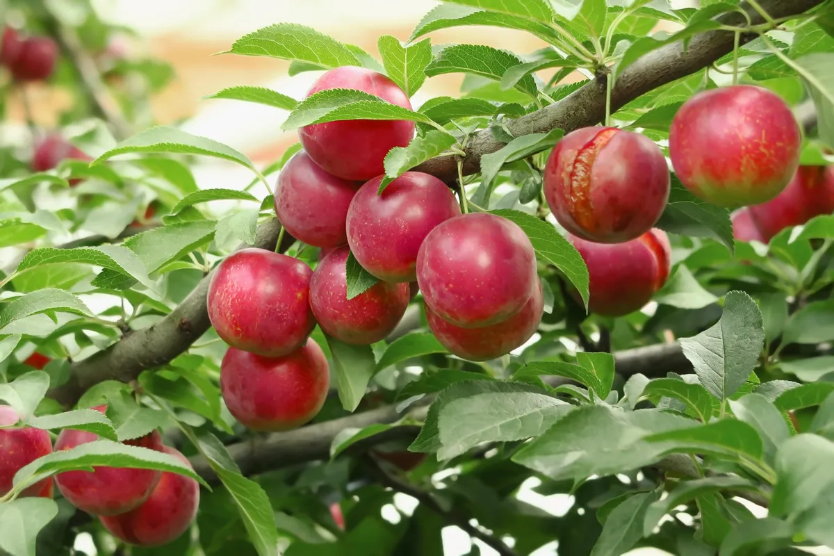 Ripe red plums on a plum tree branch
