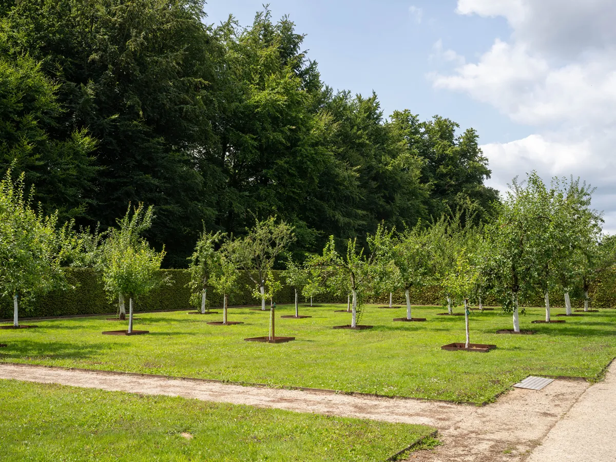 Grid plum trees in low stem fruit orchard with white trunk to protect from the sun